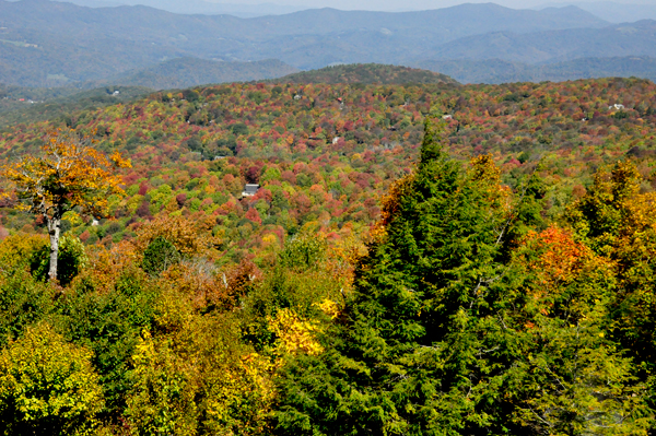 autumn foliage